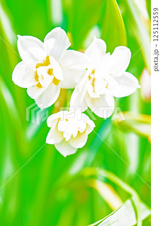 家の周りの草花　四季の色々　早春の白い妖精　白い水仙の花が咲きました 125112559