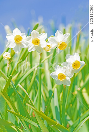 家の周りの草花　四季の色々　早春の白い妖精　白い水仙の花が咲きました 125112566