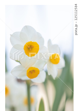 家の周りの草花　四季の色々　早春の白い妖精　白い水仙の花が咲きました 125112584