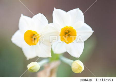 家の周りの草花 四季の色々 早春の白い妖精 白い水仙の花が咲きました 家の周りの草花 四季の色々 早春の白い妖精 白い水仙の花が咲きました 125112594