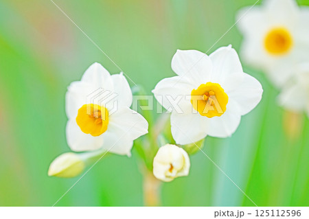 家の周りの草花　四季の色々　早春の白い妖精　白い水仙の花が咲きました 125112596