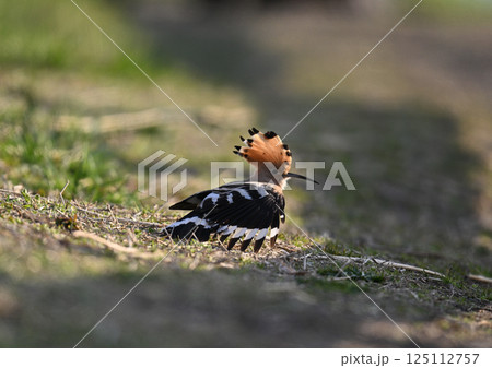 ヤツガシラ 125112757