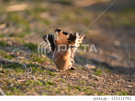 ヤツガシラ ヤツガシラ 125112761