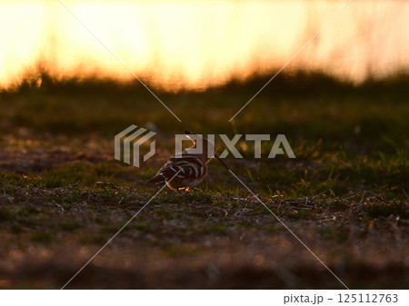 ヤツガシラ 125112763