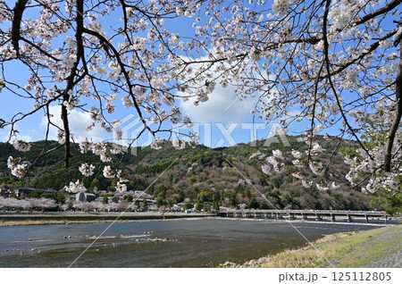 嵐山の渡月橋と桜の季節 125112805