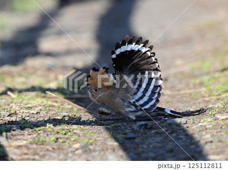 ヤツガシラ ヤツガシラ 125112811