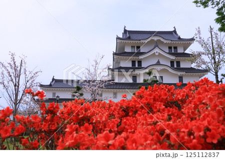 尼崎城(兵庫県尼崎市)に咲くヤマツツジ 尼崎城(兵庫県尼崎市)に咲くヤマツツジ 125112837