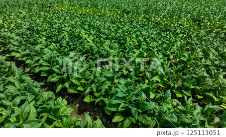Tobacco fields plantation farmland, Green leaves tobacco plant in the field, Tobacco field in rural  agricultural crop, Aerial view 125113051
