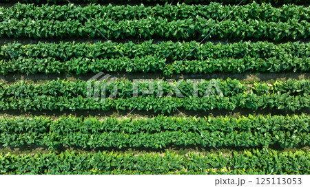Tobacco fields plantation farmland, Green leaves tobacco plant in the field, Tobacco field in rural  agricultural crop, Aerial view 125113053