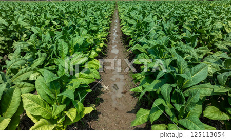 Tobacco fields plantation farmland, Green leaves tobacco plant in the field, Tobacco field in rural agricultural crop, Aerial view Tobacco fields plantation farmland, Green leaves tobacco plant in the field, Tobacco field in rural agricultural crop, Aerial view 125113054