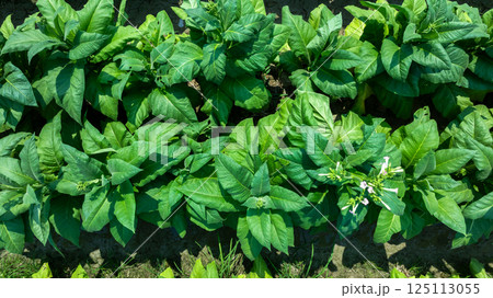 Tobacco fields plantation farmland, Green leaves tobacco plant in the field, Tobacco field in rural agricultural crop, Aerial view Tobacco fields plantation farmland, Green leaves tobacco plant in the field, Tobacco field in rural agricultural crop, Aerial view 125113055