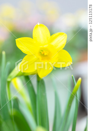 家の周りの草花 四季の色々 早春の花壇に黄色い優美な水仙の花が咲きました 小さなラッパスイセン 家の周りの草花 四季の色々 早春の花壇に黄色い優美な水仙の花が咲きました 小さなラッパスイセン 125113178