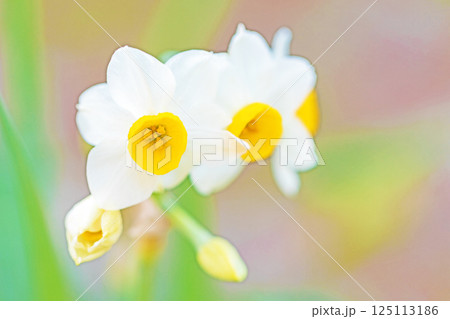 家の周りの草花 四季の色々 早春の白い妖精 白い水仙の花が咲きました 家の周りの草花 四季の色々 早春の白い妖精 白い水仙の花が咲きました 125113186