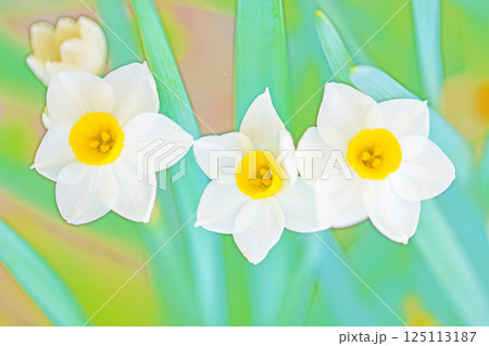 家の周りの草花 四季の色々 早春の白い妖精 白い水仙の花が咲きました 家の周りの草花 四季の色々 早春の白い妖精 白い水仙の花が咲きました 125113187