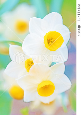 家の周りの草花 四季の色々 早春の白い妖精 白い水仙の花が咲きました 家の周りの草花 四季の色々 早春の白い妖精 白い水仙の花が咲きました 125113188