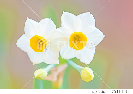 家の周りの草花 四季の色々 早春の白い妖精 白い水仙の花が咲きました 家の周りの草花 四季の色々 早春の白い妖精 白い水仙の花が咲きました 125113193