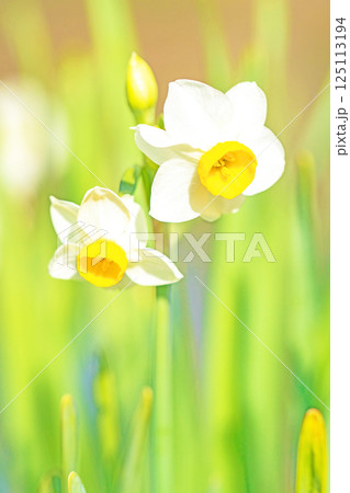 家の周りの草花 四季の色々 早春の白い妖精 白い水仙の花が咲きました 家の周りの草花 四季の色々 早春の白い妖精 白い水仙の花が咲きました 125113194