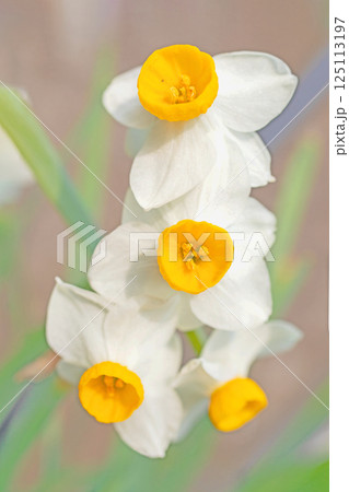 家の周りの草花 四季の色々 早春の白い妖精 白い水仙の花が咲きました 家の周りの草花 四季の色々 早春の白い妖精 白い水仙の花が咲きました 125113197