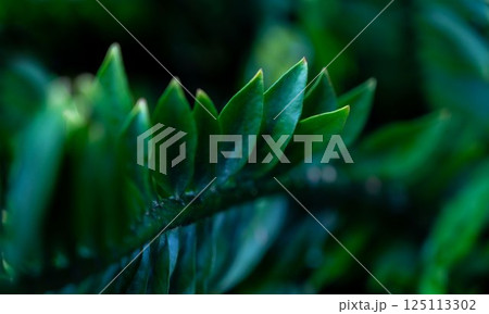 The natural background of palm leaves in a tropical forest. The natural background of palm leaves in a tropical forest. 125113302