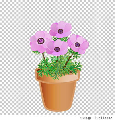 Anemone flowerpot illustration 125113332