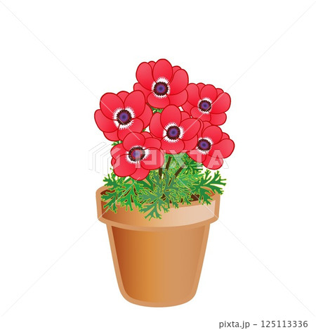 アネモネの植木鉢イラスト アネモネの植木鉢イラスト 125113336
