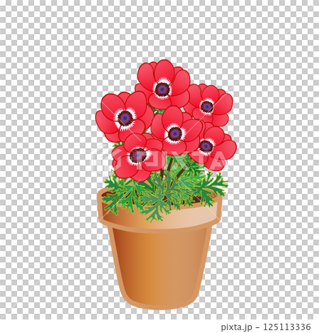 アネモネの植木鉢イラスト アネモネの植木鉢イラスト 125113336