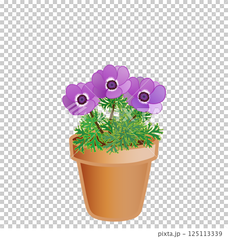 銀蓮花花盆插圖 銀蓮花花盆插圖 125113339