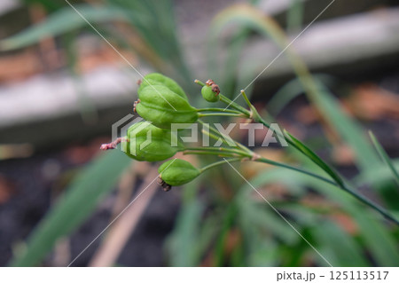 Fruit of blackberry lily seed Fruit of blackberry lily seed 125113517