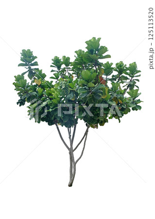 ficus lirata tree 125113520