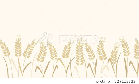 Horizontal banner spikelets of ripe wheat Horizontal banner spikelets of ripe wheat 125113525