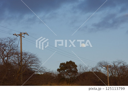 種松山公園西園地 ロウバイの季節 夕景 種松山公園西園地 ロウバイの季節 夕景 125113799