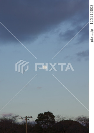 種松山公園西園地　ロウバイの季節　夕景　 125113802