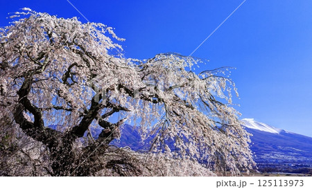 関所破りの桜 関所破りの桜 125113973