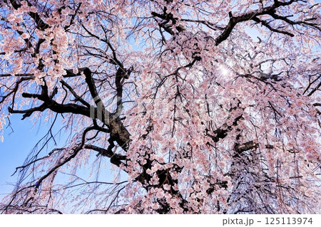 関所破りの桜 関所破りの桜 125113974