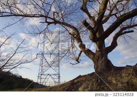 種松山公園西園地 夕景 ロウバイの季節 種松山公園西園地 夕景 ロウバイの季節 125114028