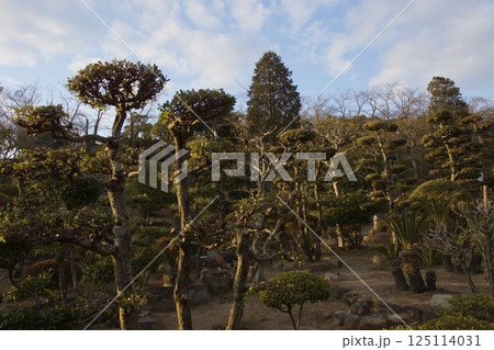 種松山公園西園地 夕景 ロウバイの季節 種松山公園西園地 夕景 ロウバイの季節 125114031