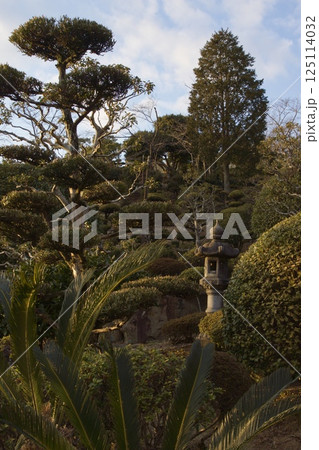 種松山公園西園地 夕景 ロウバイの季節 種松山公園西園地 夕景 ロウバイの季節 125114032