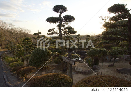 種松山公園西園地　夕景　ロウバイの季節　 125114033