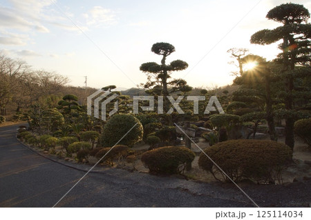種松山公園西園地　夕景　ロウバイの季節　 125114034