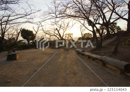 種松山公園西園地　夕景　ロウバイの季節　 125114043