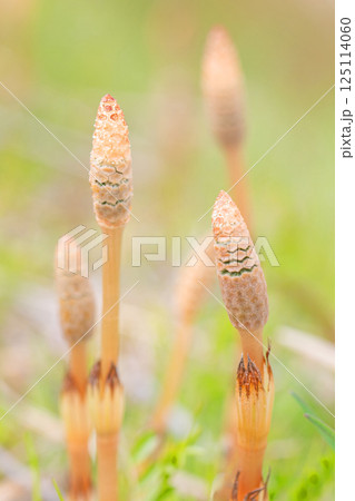 家の周りの草花　四季の色々　公園の芝生にスギナの胞子茎　可愛い小さなつくしが顔を出しました 125114060