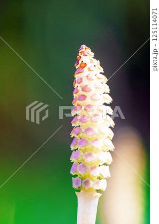 家の周りの草花 四季の色々 公園の芝生にスギナの胞子茎 可愛い小さなつくしが顔を出しました 家の周りの草花 四季の色々 公園の芝生にスギナの胞子茎 可愛い小さなつくしが顔を出しました 125114071