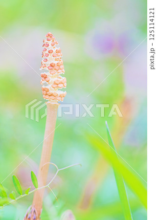 家の周りの草花　四季の色々　公園の芝生にスギナの胞子茎　可愛い小さなつくしが顔を出しました 125114121