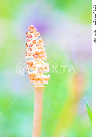 家の周りの草花　四季の色々　公園の芝生にスギナの胞子茎　可愛い小さなつくしが顔を出しました 125114123