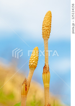家の周りの草花　四季の色々　公園の芝生にスギナの胞子茎　可愛い小さなつくしが顔を出しました 125114156