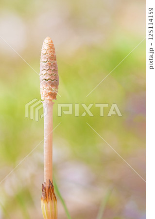 家の周りの草花　四季の色々　公園の芝生にスギナの胞子茎　可愛い小さなつくしが顔を出しました 125114159