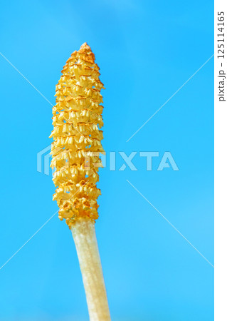 家の周りの草花 四季の色々 公園の芝生にスギナの胞子茎 可愛い小さなつくしが顔を出しました 家の周りの草花 四季の色々 公園の芝生にスギナの胞子茎 可愛い小さなつくしが顔を出しました 125114165