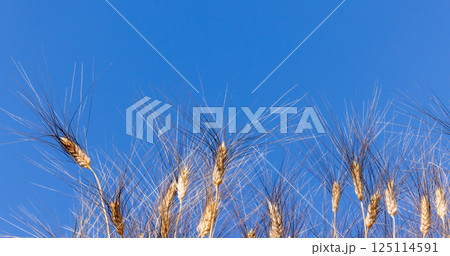 Wheat field agriculture with blue sky background, Wheat ears field in summer, Golden ears of wheat and blue sky, Barley field in summer, Barley agriculture background. Wheat field agriculture with blue sky background, Wheat ears field in summer, Golden ears of wheat and blue sky, Barley field in summer, Barley agriculture background. 125114591
