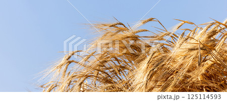 Wheat field agriculture with blue sky background, Wheat ears field in summer, Golden ears of wheat and blue sky, Barley field in summer, Barley agriculture background. 125114593