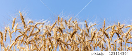 Wheat field agriculture with blue sky background, Wheat ears field in summer, Golden ears of wheat and blue sky, Barley field in summer, Barley agriculture background. Wheat field agriculture with blue sky background, Wheat ears field in summer, Golden ears of wheat and blue sky, Barley field in summer, Barley agriculture background. 125114594